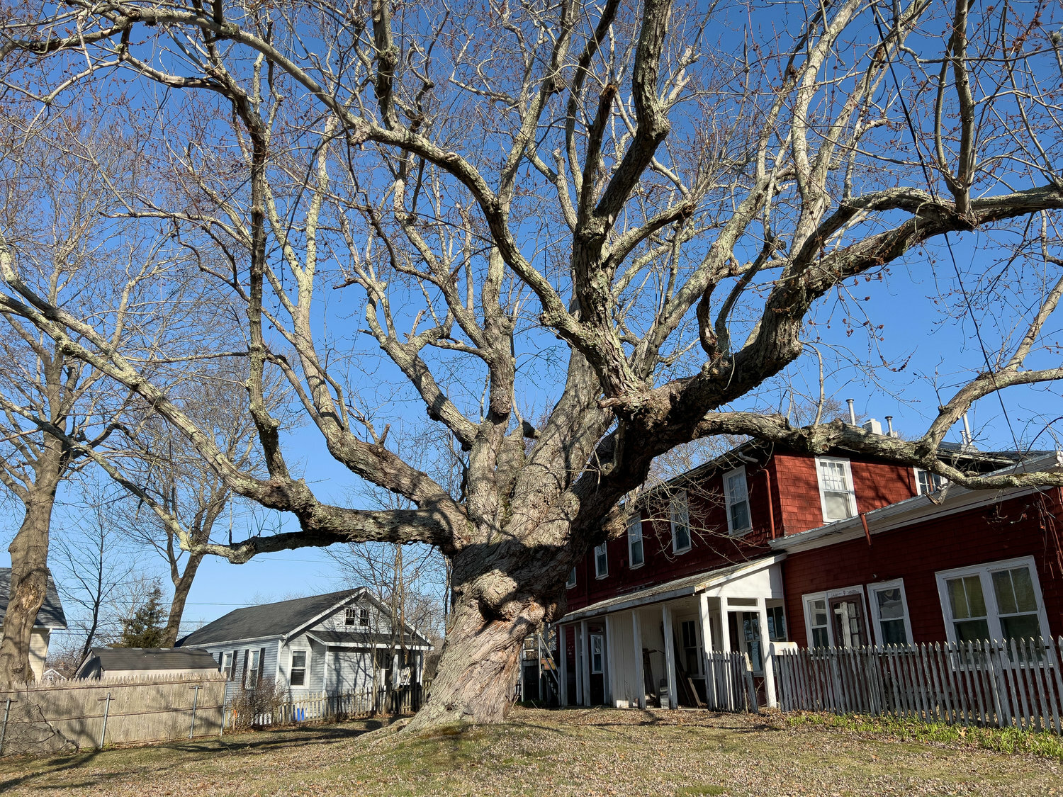 Barrington neighborhood mourns loss of massive maple